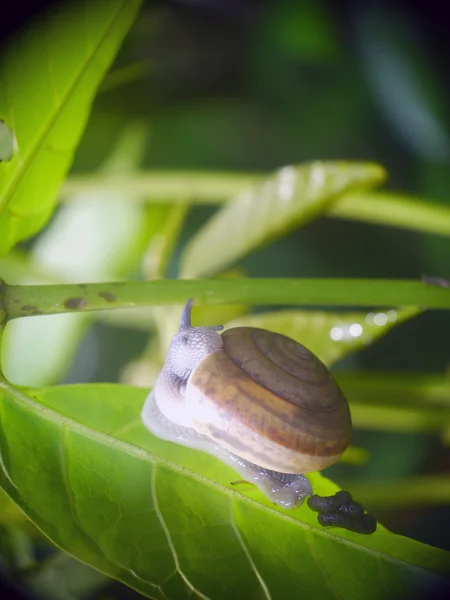 Escargot — Photo