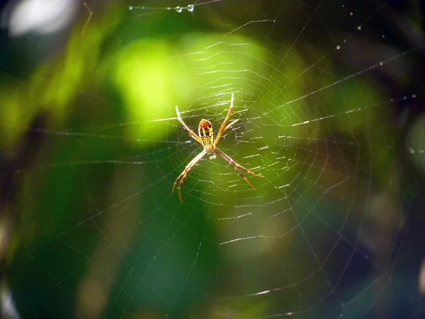 Ragno sul web — Foto Stock