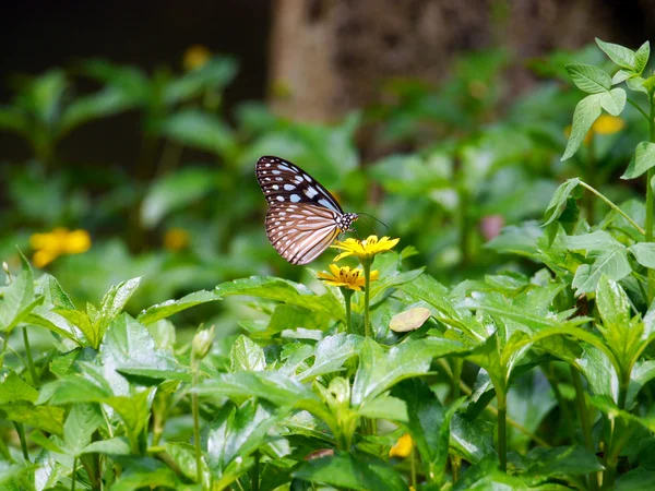 Голубая бабочка в утренней природе — стоковое фото
