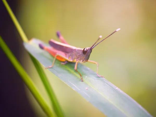 Grasshopper is a list of the grass — Stock Photo, Image