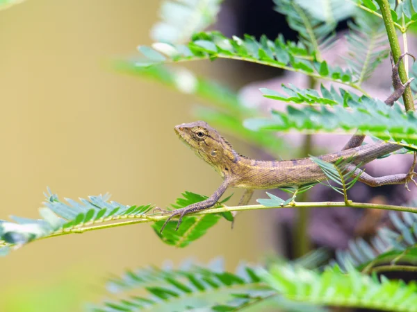 Drache auf dem Baum — Stockfoto