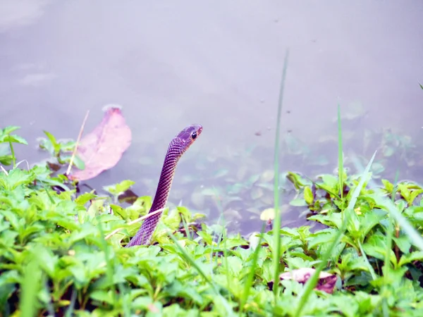 Serpente na natureza — Fotografia de Stock