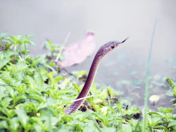 Yılan vahşi doğada — Stok fotoğraf