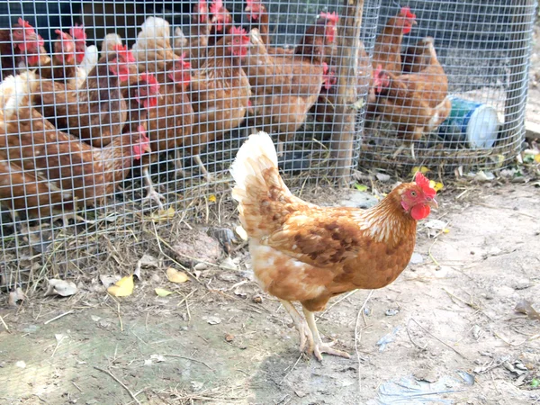 Gallinas afuera en la jaula — Foto de Stock