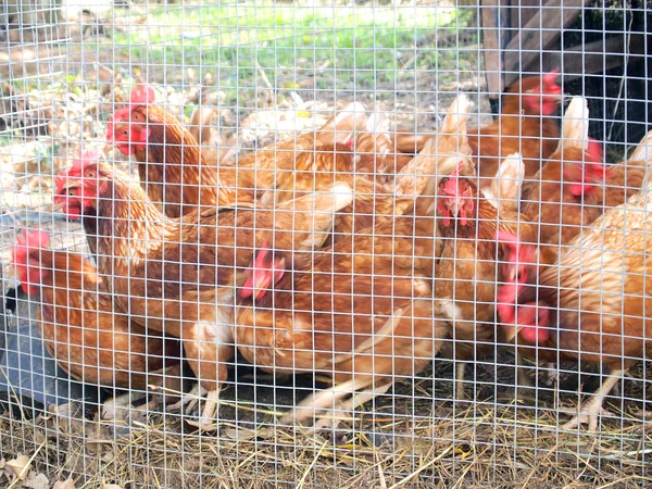 Hühner im Käfig — Stockfoto