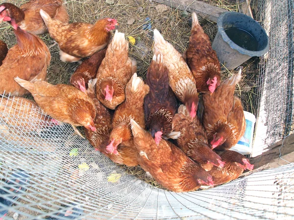 Hühner im Käfig — Stockfoto