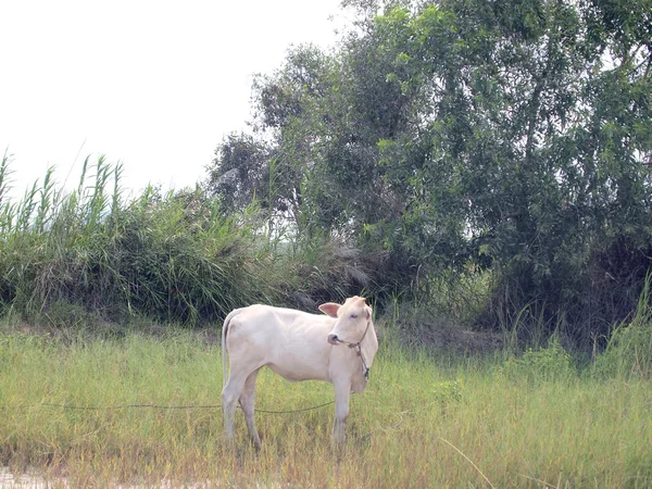 Witte koeien in de weiden — Stockfoto