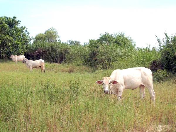 Vaches blanches dans les pâturages — Photo