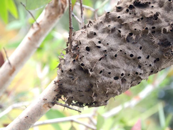 Ants nest in a tree — Stock Photo, Image