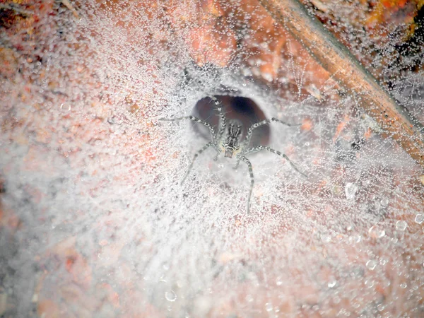 Close up of cobweb with spider — Stock Photo, Image