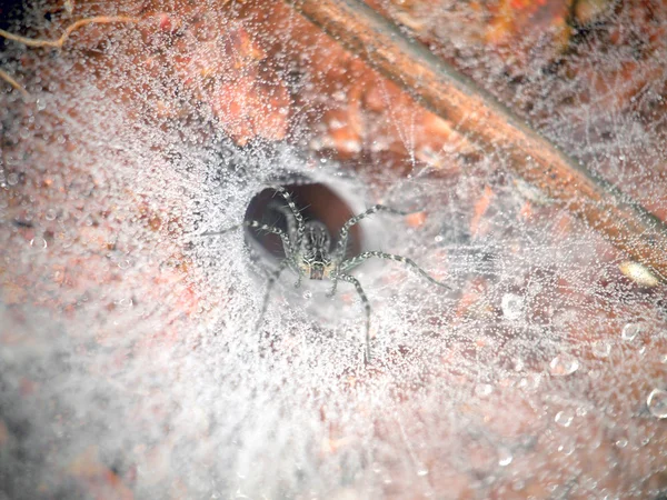 Primer plano de telaraña con araña —  Fotos de Stock