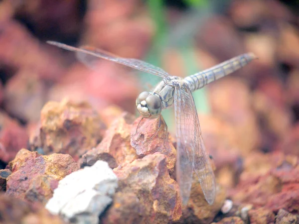 Chiudere una libellula sulla roccia — Foto Stock