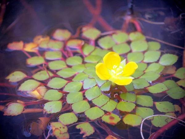 Hoja y flor en la superficie del agua — Foto de Stock