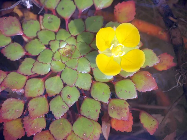 Blad och blomma på ytan av vattnet — Stockfoto