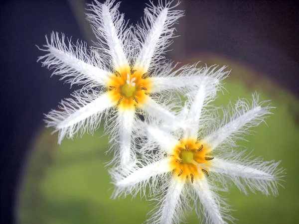 Nymphoides indica, vodní vločka — Stock fotografie