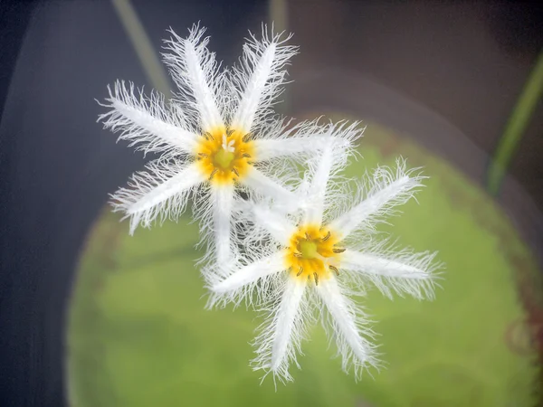 Nymphoides indica ,Water snowflake — Stock Photo, Image