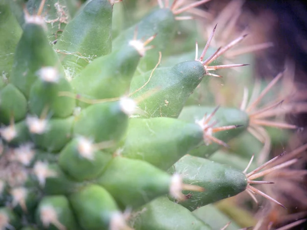 Kaktusz zöld — Stock Fotó