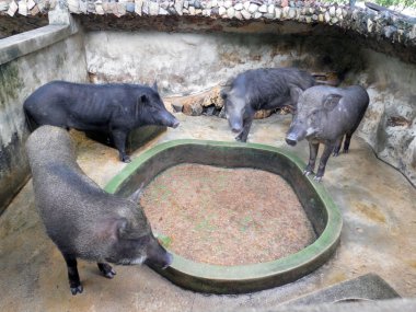 Kafesli Yaban domuzları 