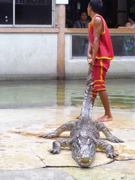 SAMUTPRAKARN, THAILAND-SEPTEMBER 8: show de crocodilo na fazenda de crocodilos em 8 de setembro de 2013 em Samutprakarn, Tailândia. Este show emocionante é muito famoso amoung entre os turistas e tailandeses — Fotografia de Stock
