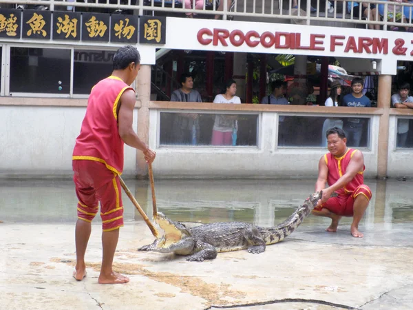 SAMUTPRAKARN, THAILAND-SEPTEMBER 8: show de crocodilo na fazenda de crocodilos em 8 de setembro de 2013 em Samutprakarn, Tailândia. Este show emocionante é muito famoso amoung entre os turistas e tailandeses — Fotografia de Stock