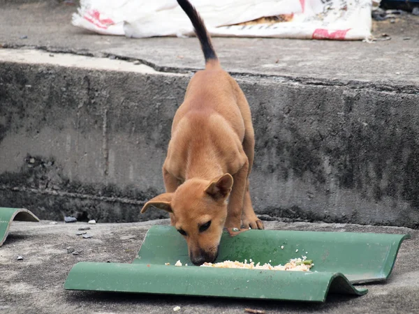 Cane nativo che mangia il suo cibo — Foto Stock