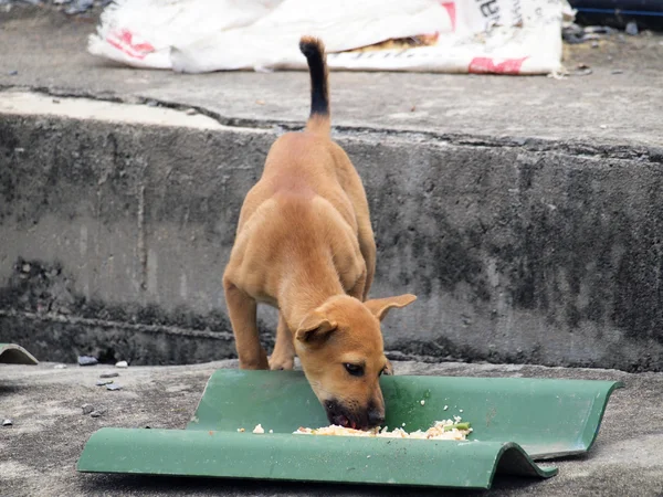 Cão nativo comendo sua comida — Fotografia de Stock