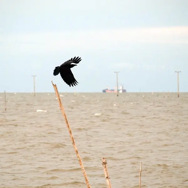 Negro Crow aterrizaje con las alas extendidas — Foto de Stock