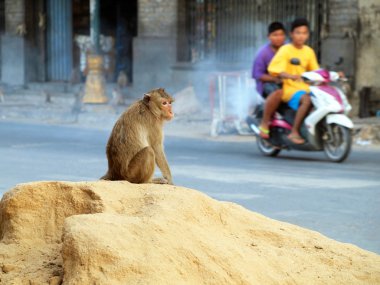 maymun lop buri il Tayland 