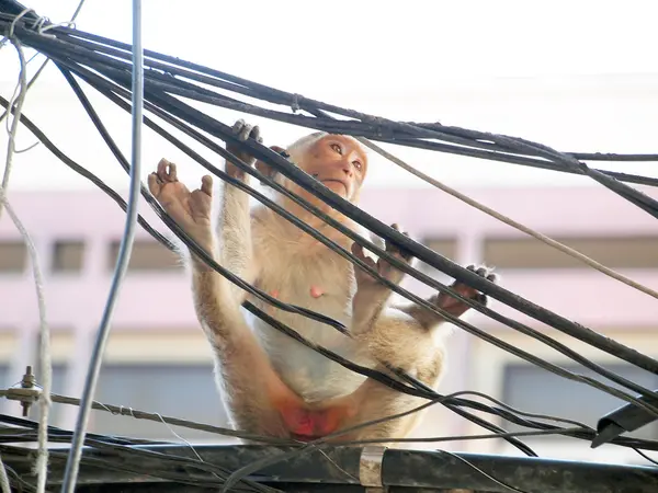 Monkey in Lop Buri Province Thailand — Stock Photo, Image