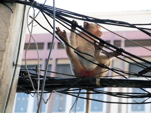 Monkey in Lop Buri Province Thailand — Stock Photo, Image