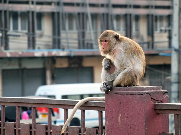 Monkey in Lop Buri Province Thailand — Stock Photo, Image
