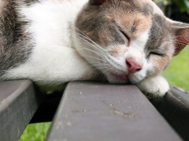 Uyuyan kedi suratlı, ön plana odaklanmış.