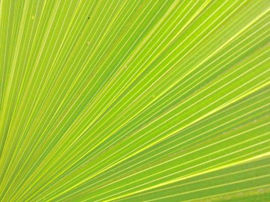 Close up of green leave texture 