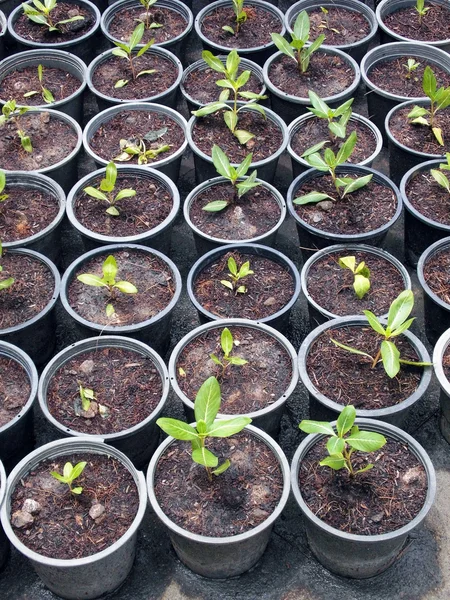 Potted seedlings growing in biodegradable peat moss pots — Stock Photo, Image