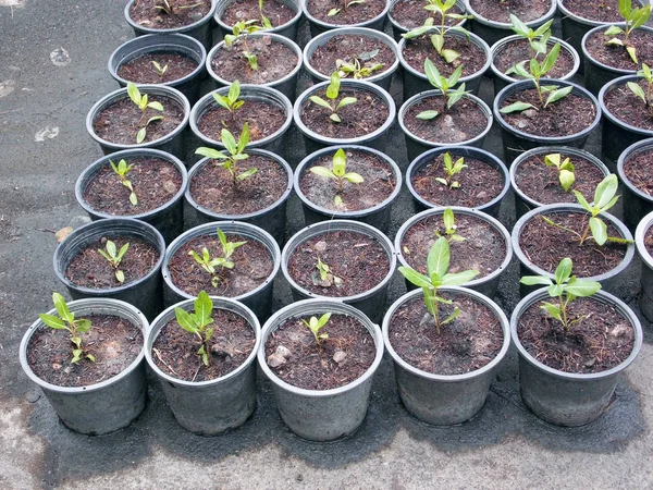 Potted seedlings growing in biodegradable peat moss pots — Stock Photo, Image