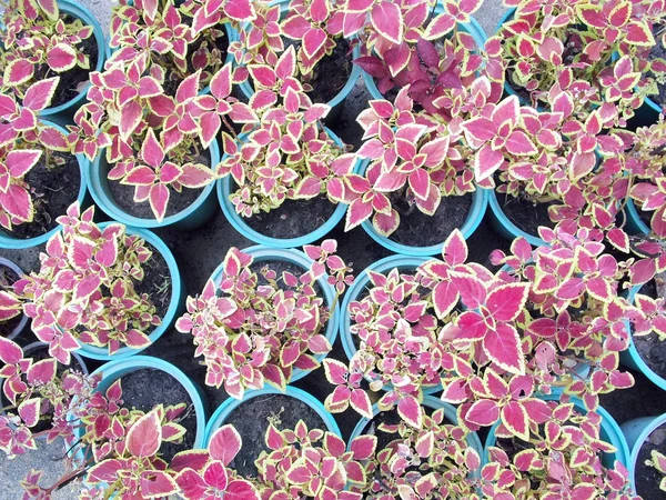 Potted seedlings growing in biodegradable peat moss pots — Stock Photo, Image