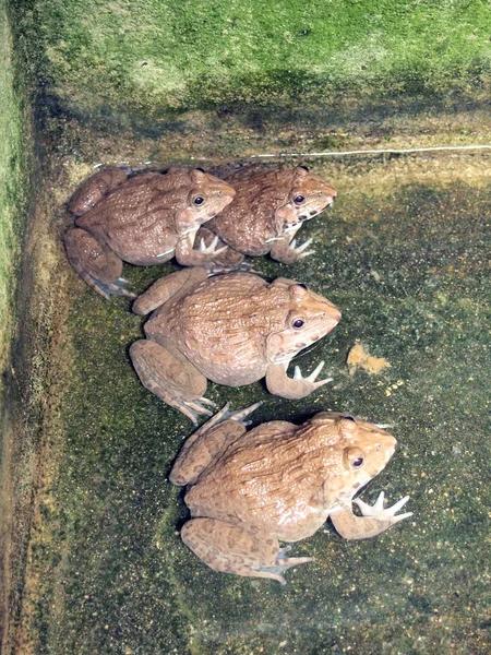 Gruppe von Fröschen auf dem Bauernhof — Stockfoto