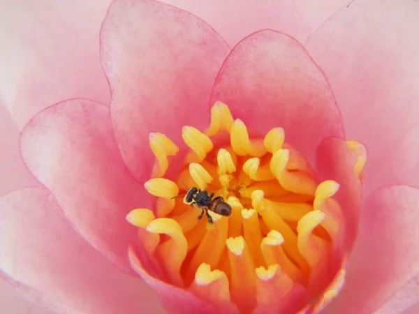 Прекрасный цветок лотоса — стоковое фото