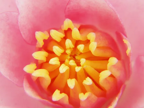 La hermosa flor de loto en flor — Foto de Stock