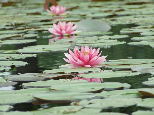 Il bellissimo fiore di loto in fiore — Foto Stock