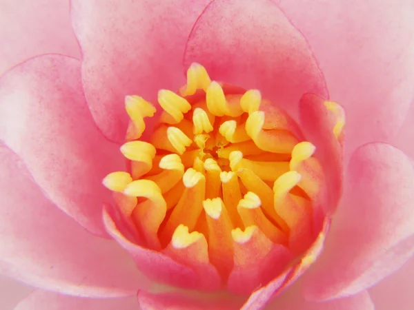 La hermosa flor de loto en flor — Foto de Stock