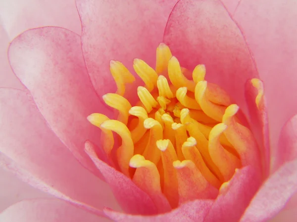 La hermosa flor de loto en flor — Foto de Stock