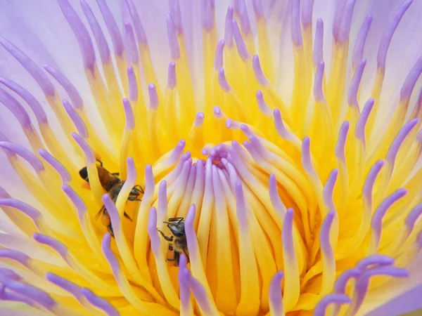 La hermosa flor de loto en flor — Foto de Stock
