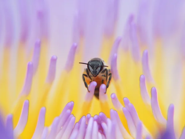 Biene Seerose, Lotus in der Natur — Stockfoto