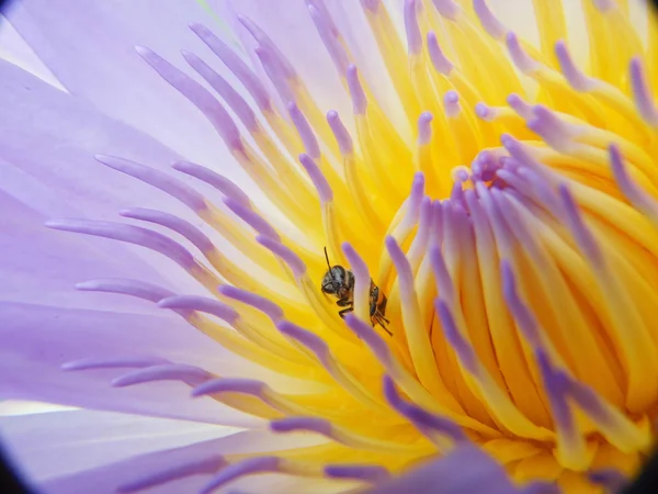 La hermosa flor de loto en flor —  Fotos de Stock