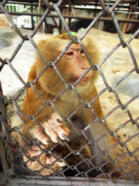 Monkey in a cage — Stock Photo, Image