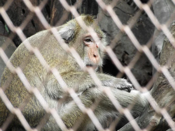 Monkey in a cage — Stock Photo, Image
