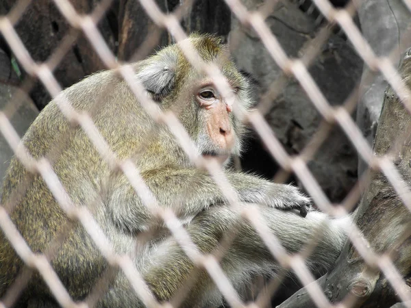 Macaco em uma jaula — Fotografia de Stock