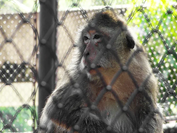 Monkey in a cage — Stock Photo, Image