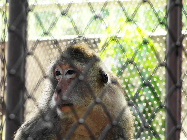 Monkey in a cage — Stock Photo, Image